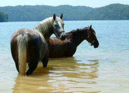 Photo of the Week: A Dip in the River Image